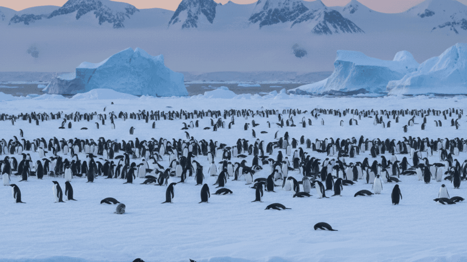 Places Where Humans Learn to Slow Down for Penguins