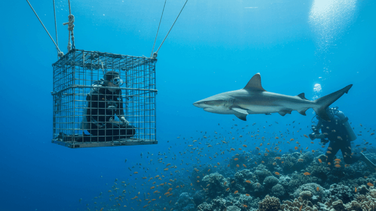 Saudi Red Sea Shark Cage Diving Experience - Travel Guide