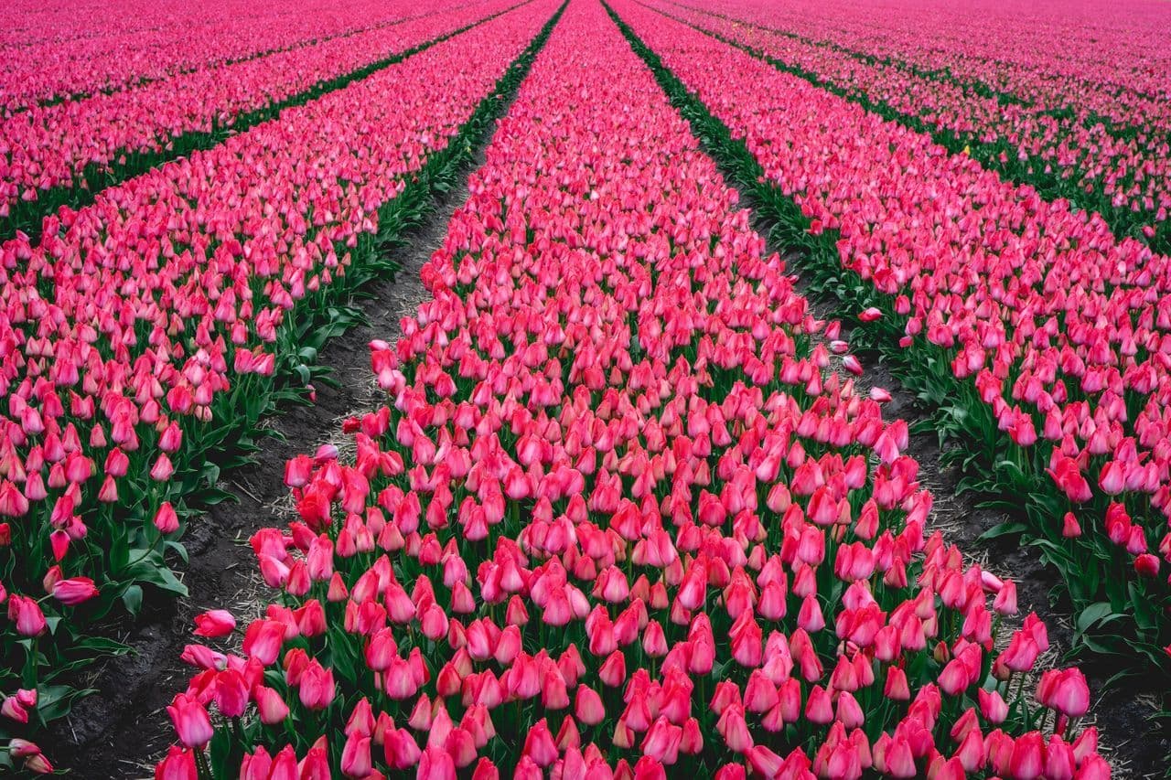 A local experts guide to seeing the most beautiful tulips in the Netherlands