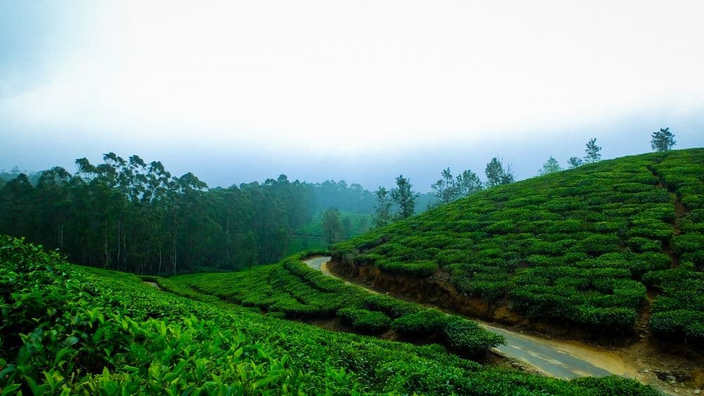 Tea gardens that sit right next to tiger forests