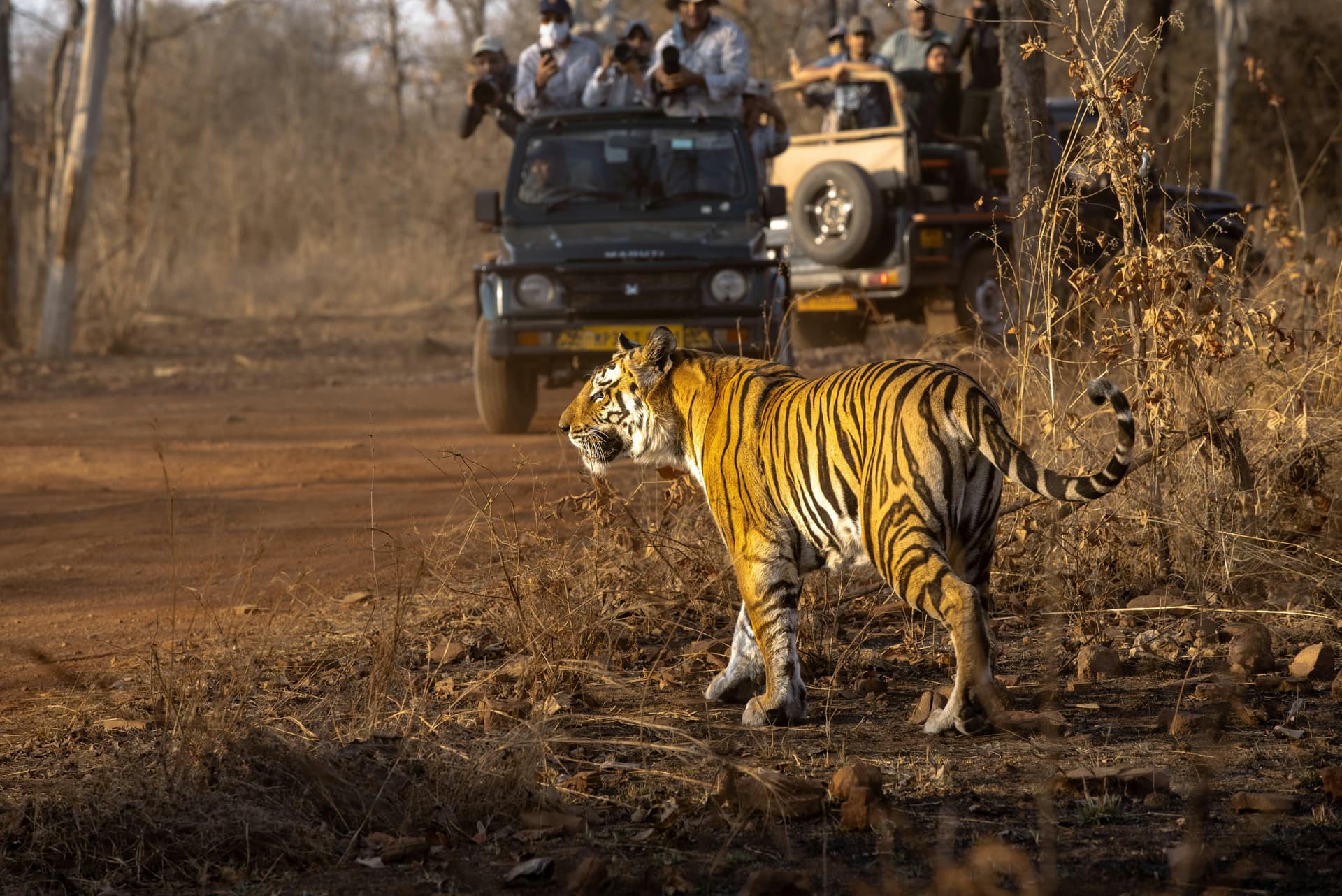 Where to See Tigers in India Right Now (May–June 2026 Hotspots)